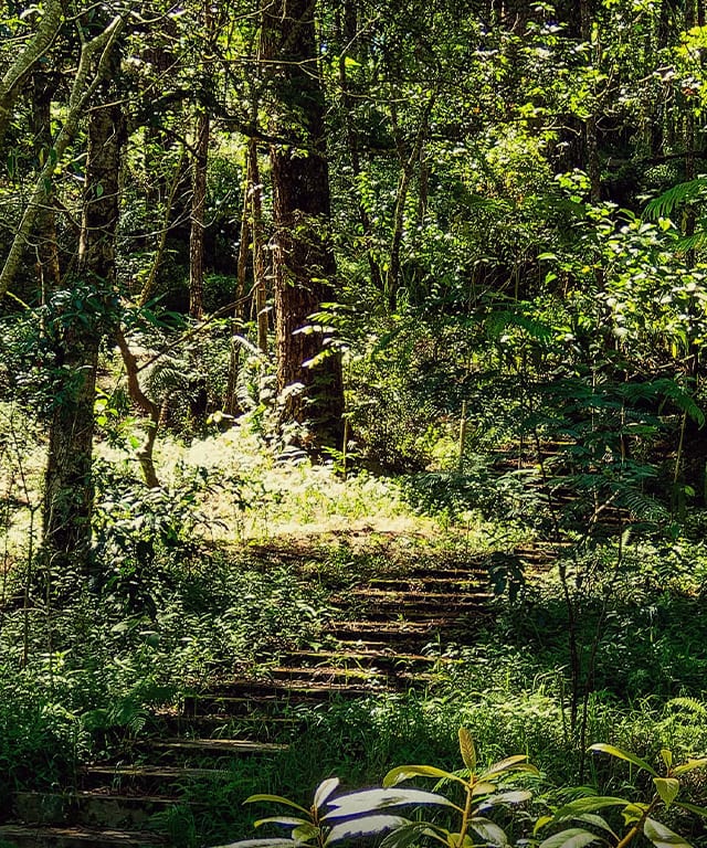 Greenery and forest paths offer a closer look at the city’s natural side